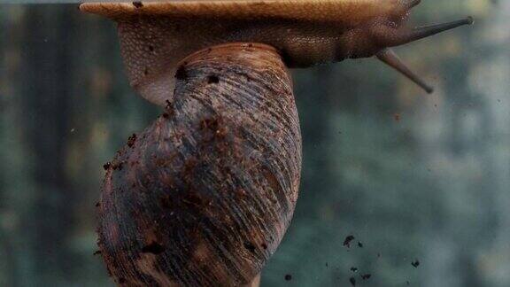 巨型蜗牛–阿查蒂娜