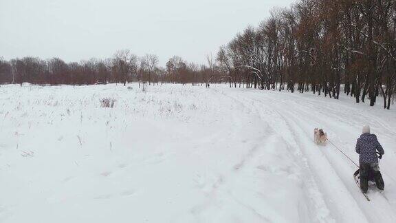 独特的无人机航拍哈士奇背包在雪地上奔跑后面的娱乐人员把他们拉到雪堆上运动狗在瑞典跑哈士奇