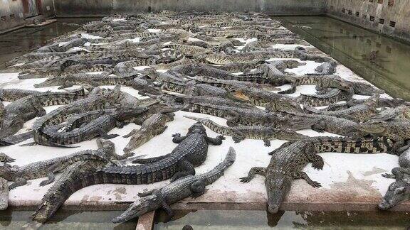鳄鱼躺在动物园的水泥地板上