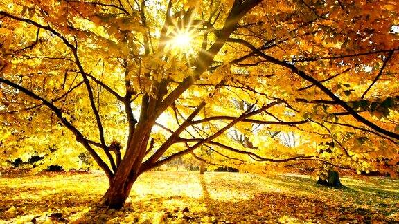 阳光透过树金色的风景在秋天