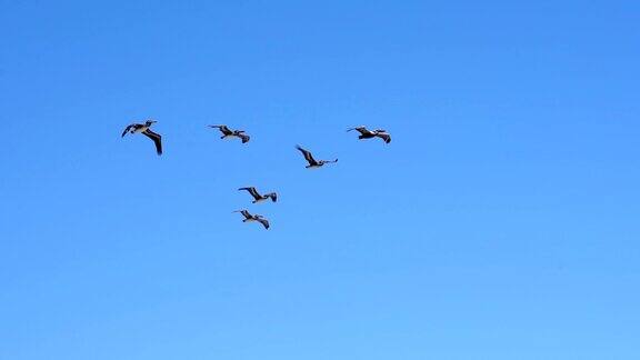 一群鹈鹕飞过蓝天的慢镜头