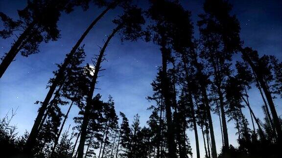 月亮升起在树林上空