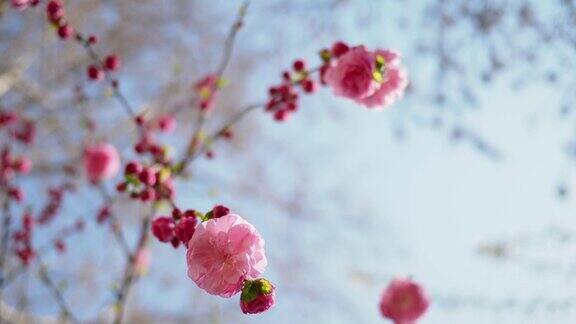 春花盛开