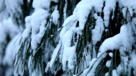 冬天和雪