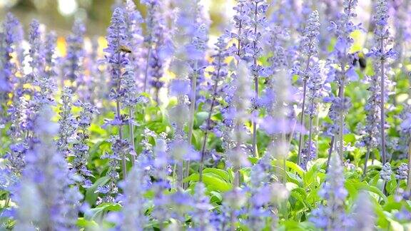 蓝色鼠尾草和蜜蜂
