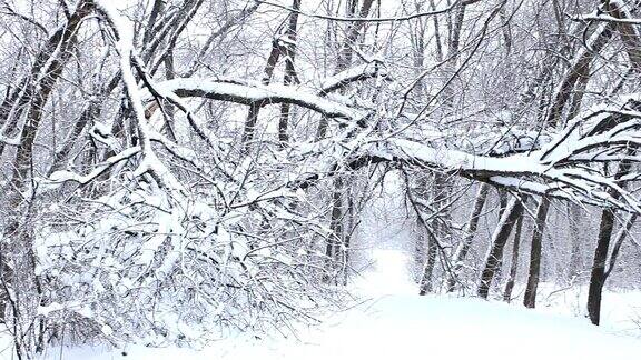 一场暴风雪后被折断的树