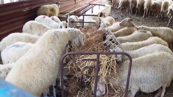 畜棚中的羊群视频安纳托利亚亚洲土耳其-中东4K分辨率农业领域