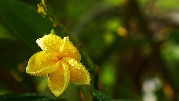 下雨天的黄色鸡蛋花