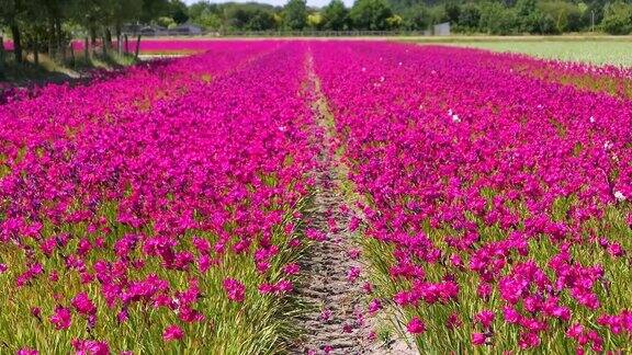 荷兰的田野上开着粉红色的花