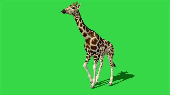 4K动画长颈鹿在绿色屏幕上行走