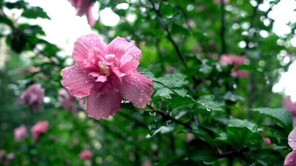 雨中的芙蓉花