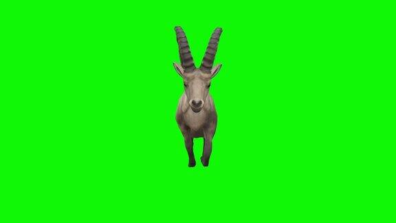 在绿色屏幕上运行野山羊概念动物、野生动物、游戏、返校、3d动画、短视频、电影、卡通、有机、色度键、角色动画、设计元素、主题设置、可循环