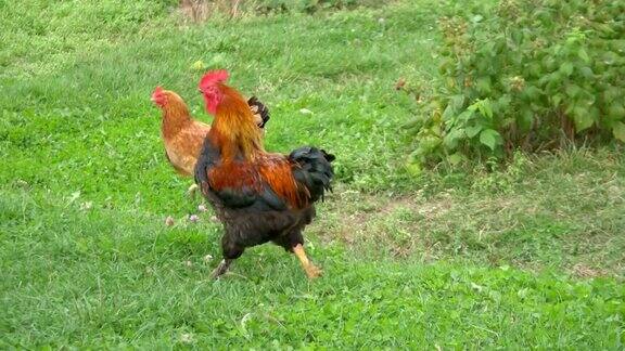 放养公鸡和鸡在花园里吃草在4K