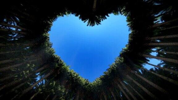 透过棕榈树的心脏向上看Luma哑光附加高清