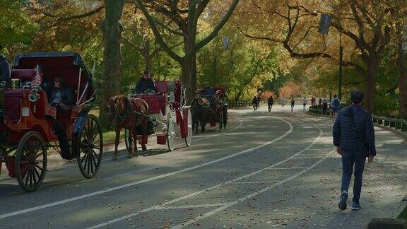 纽约市中央公园的马车