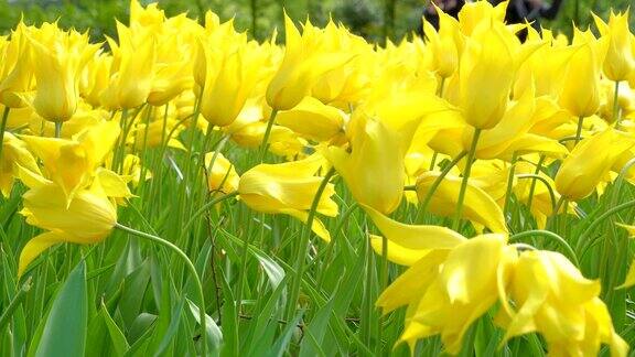 花园里盛开的黄花