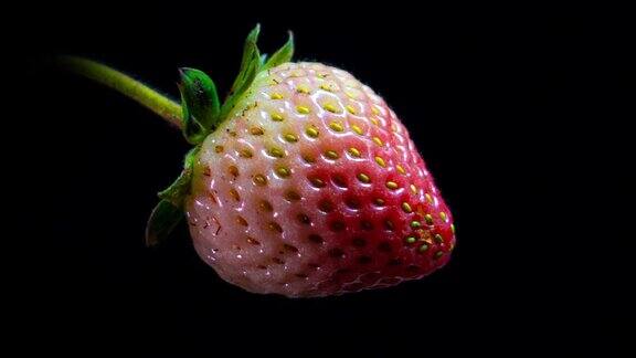 草莓莓成熟的时间流逝在黑色背景近距离高清视频