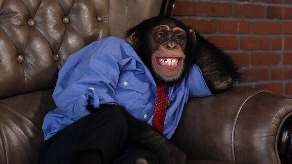 穿着老板衣服的黑猩猩躺在沙发上