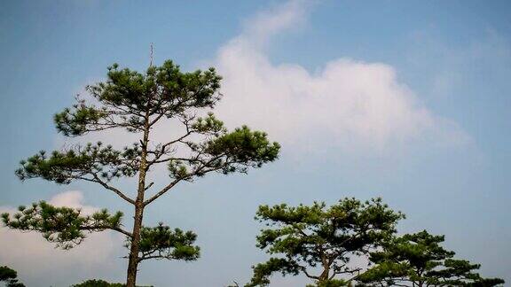 松树和天空