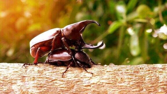 天牛甲虫在自然界中交配