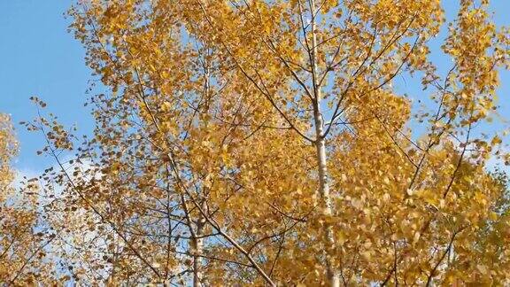 秋天蓝色的天空映衬着色彩斑斓的白杨树叶
