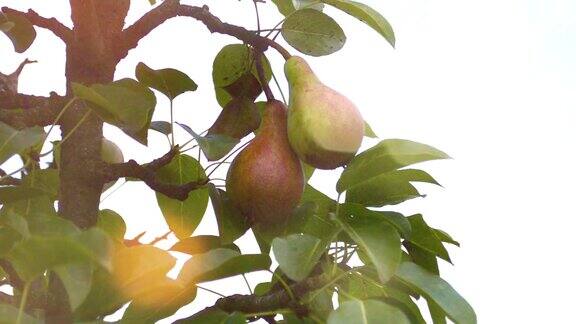 美味的梨挂在树上
