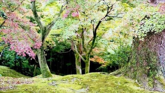 风景与秋天的枫树在雨天