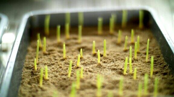 特写在科学实验室里在土壤中在一个特殊的室内小盒子里转基因的绿色芽各种谷物种子发芽育种作物