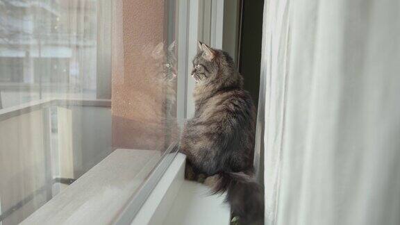 可爱的小猫坐在窗台上环顾四周