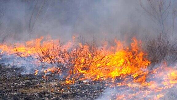 森林中的火燃烧的干草树木灌木草堆和烟慢动作