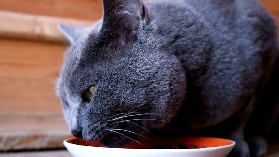 英国品种的蓝毛猫正在吃碗里的湿食物特写