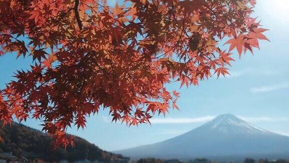 从日本川口町湖眺望富士山的红枫