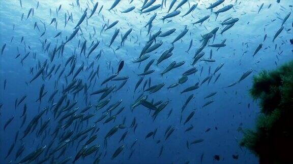 沙丁鱼在礁