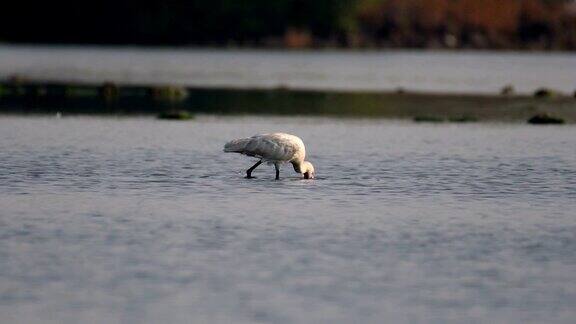 在水下寻找食物的欧亚琵鹭