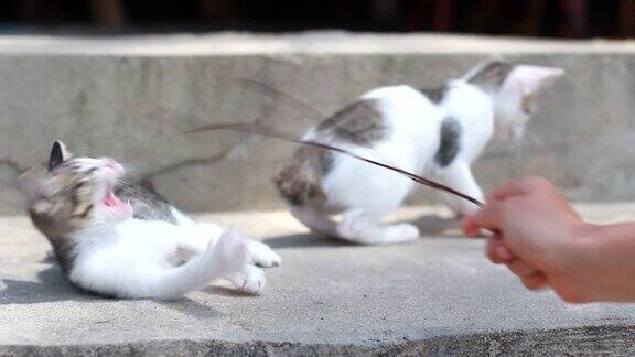 两只条纹猫在玩耍