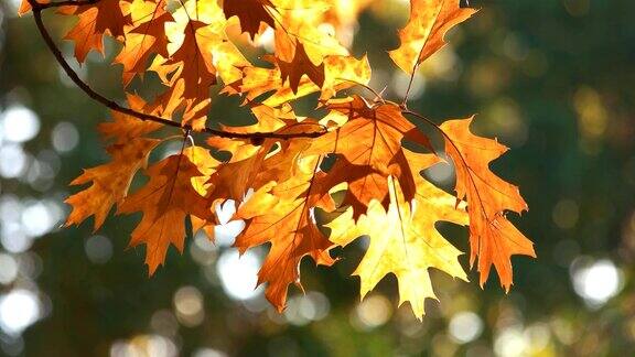 秋天的橡树叶靠近