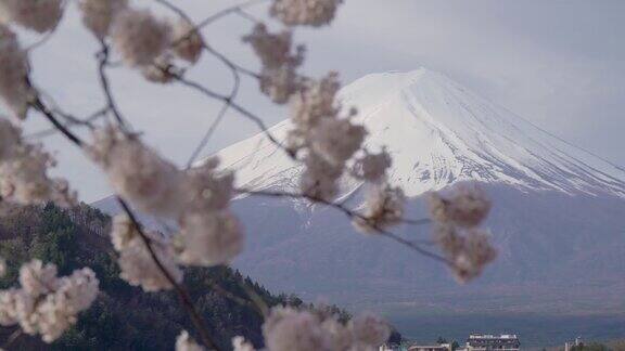 富士山和川口湖的樱花跟随焦点