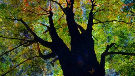 秋天的树木树冠