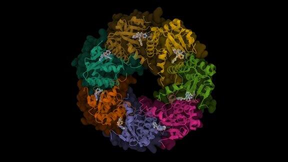 人线粒体酪蛋白溶解蛋白酶P(ClpP)与抑制剂ONC201复合物