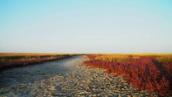 日出时秋日草原的色彩