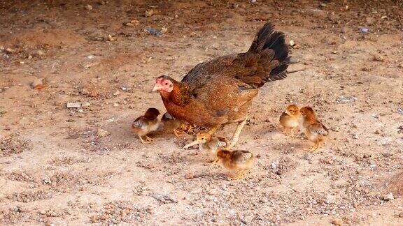 母鸡和小鸡在户外觅食
