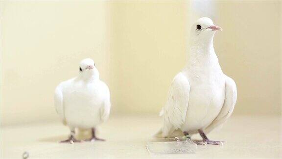 一只有趣的白鸽一家人坐在一张白色的桌子上环顾四周