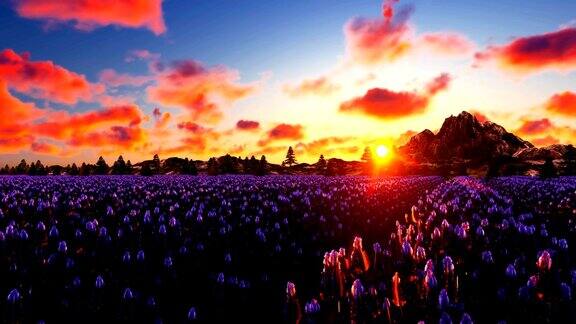 靠近山脉的法国薰衣草田美丽的日落