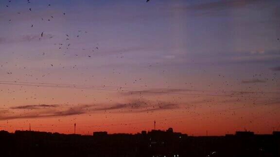 黄昏下许多鸟在城市上空飞翔