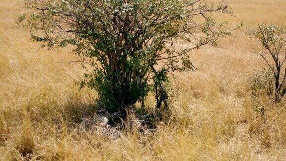 在一个炎热阳光明媚的日子里非洲猎豹一家在树荫下休息