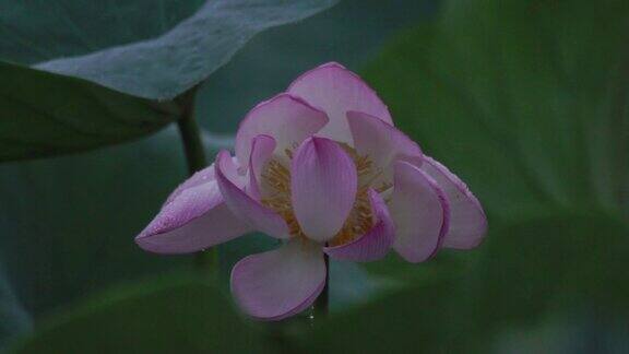 莲花(莲属椰子)