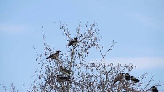 一群乌鸦在树上过冬