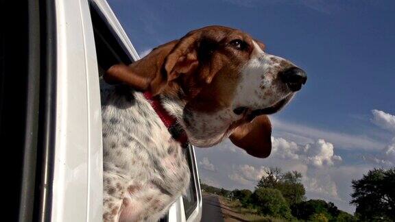 慢动作的巴吉度猎犬的头在车窗外拍打耳朵