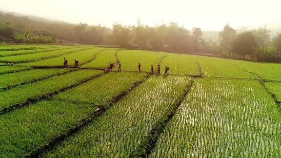 4k无人机航拍日出时的稻田