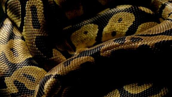 皇家蟒蛇的蛇皮图案